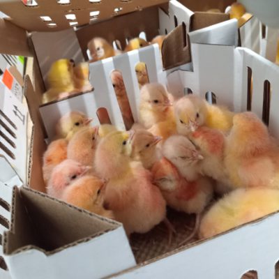 Perecederos y Animales Vivos